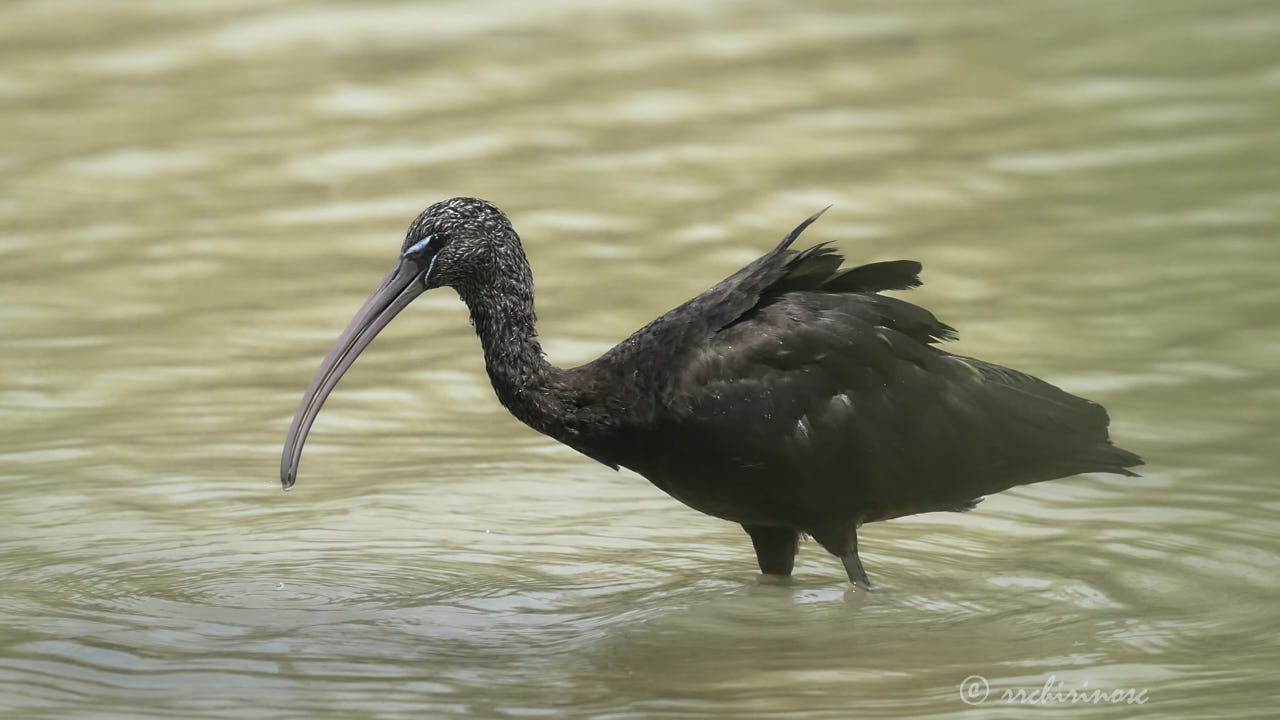 Glossy ibis