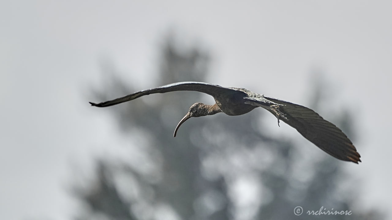 Glossy ibis