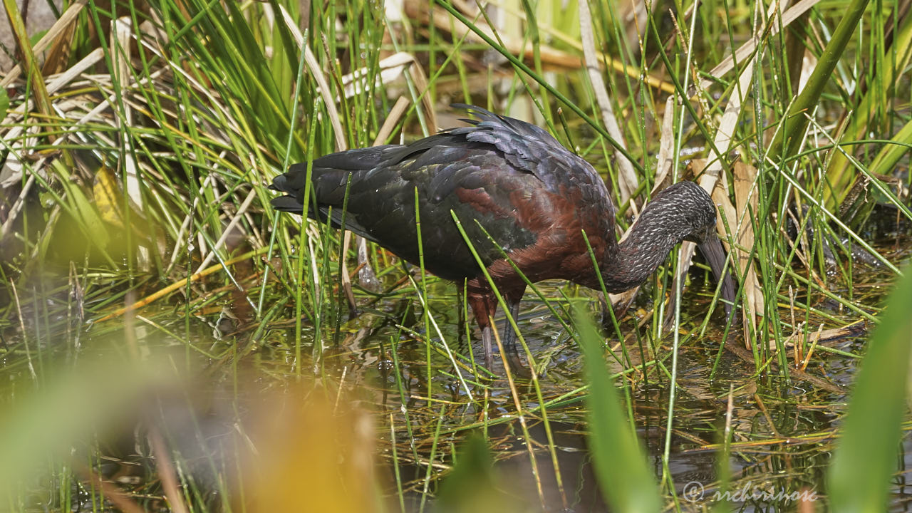 Glossy ibis