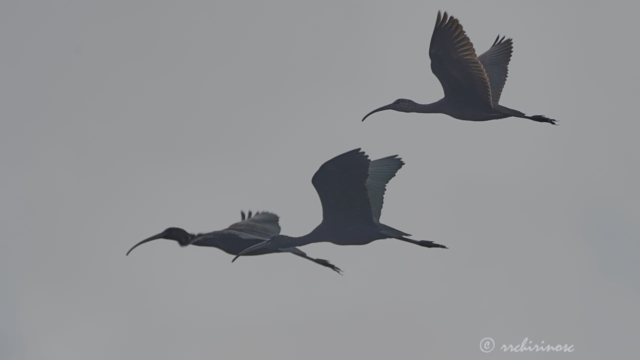 Glossy ibis