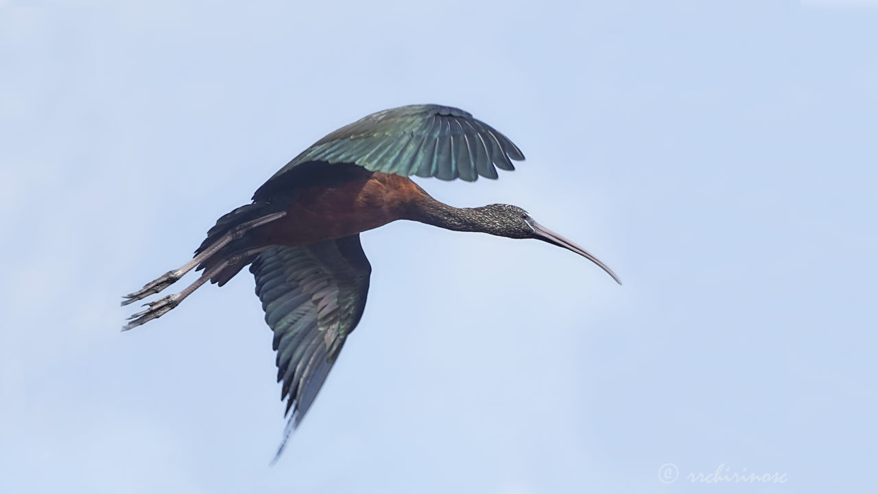 Glossy ibis