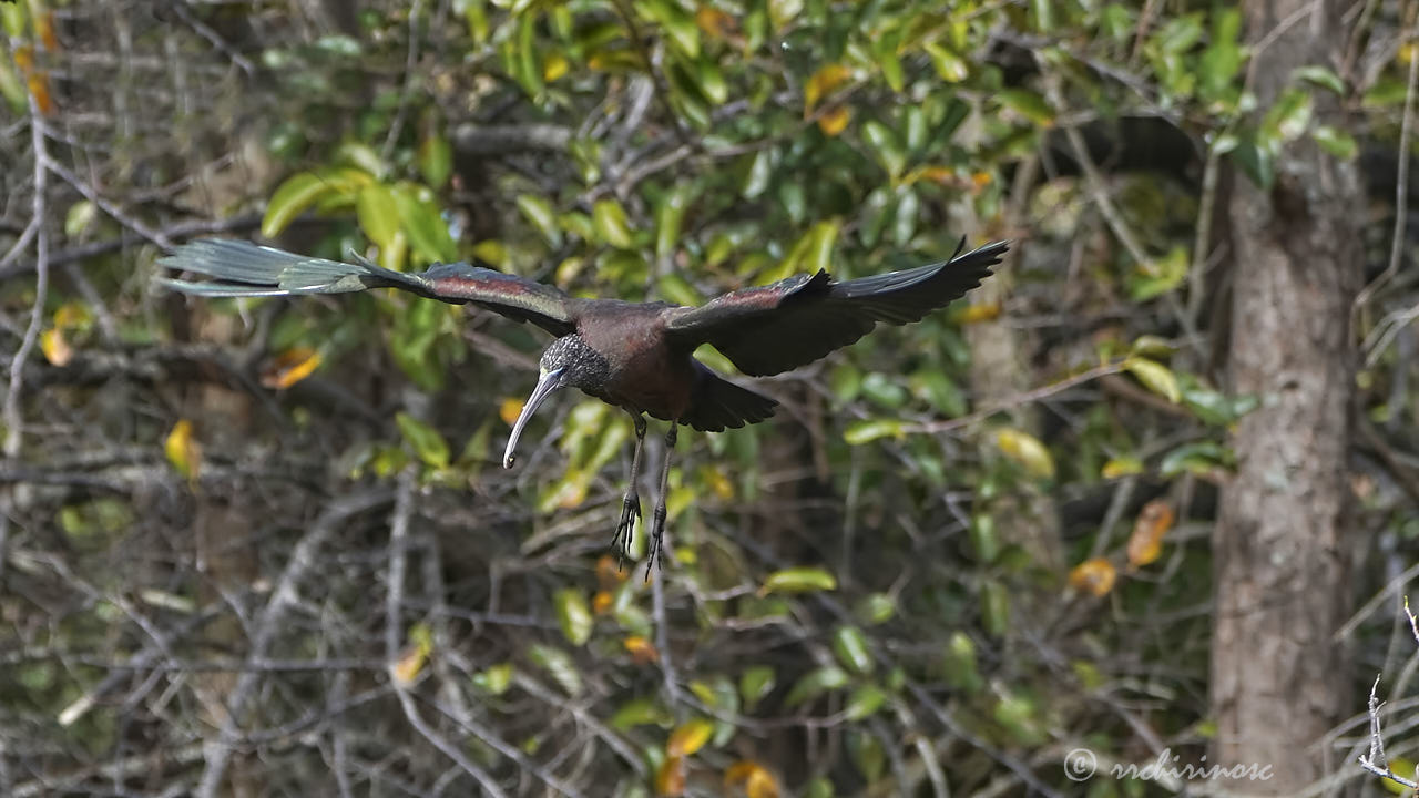 Glossy ibis