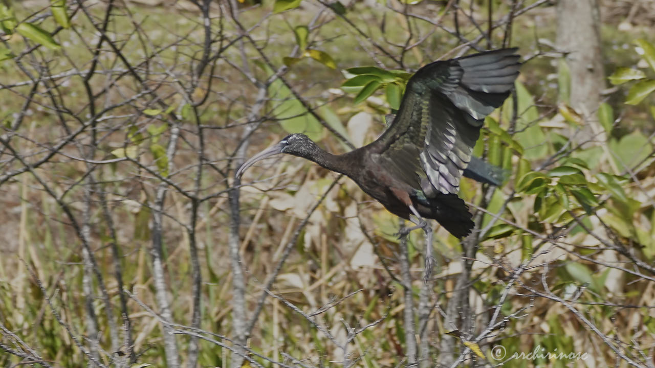 Glossy ibis