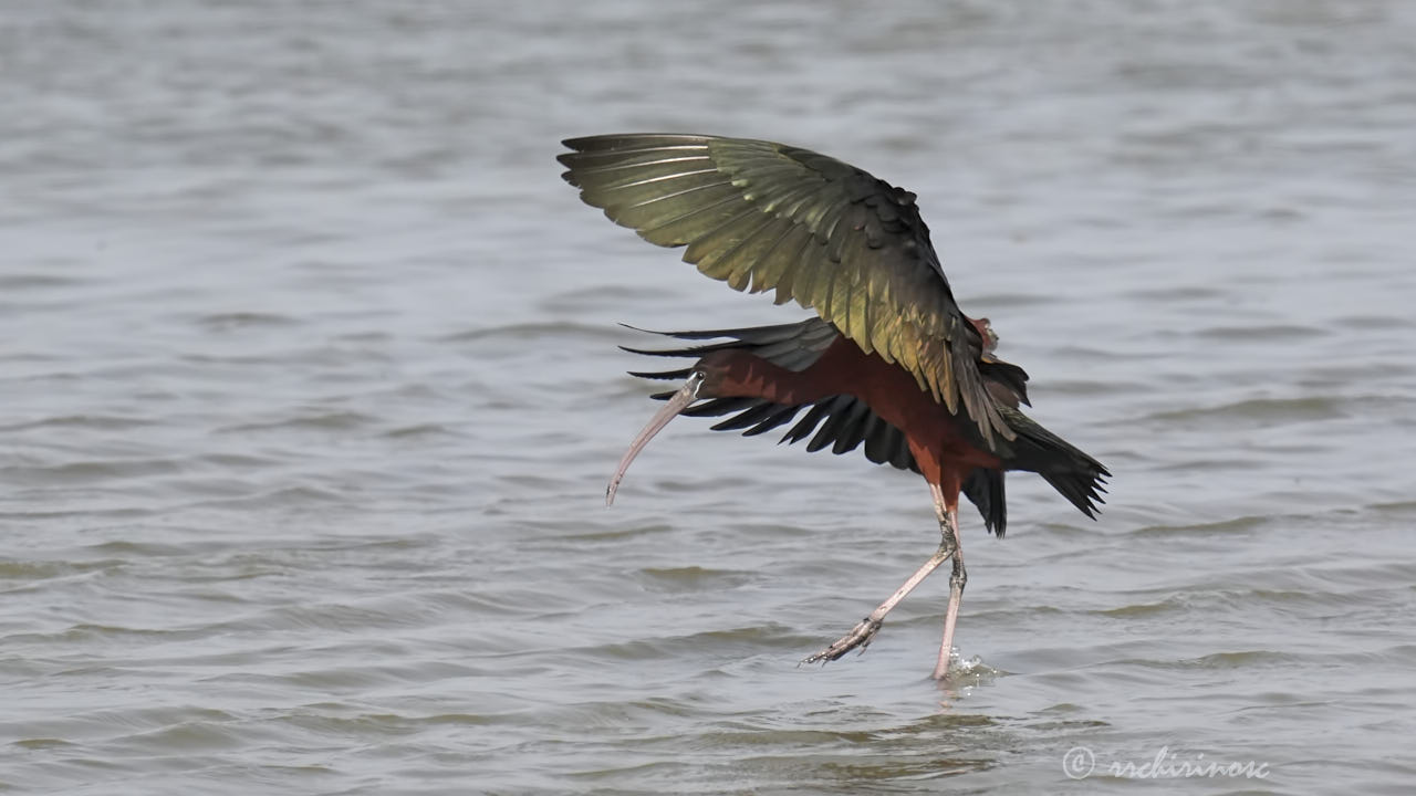 Glossy ibis
