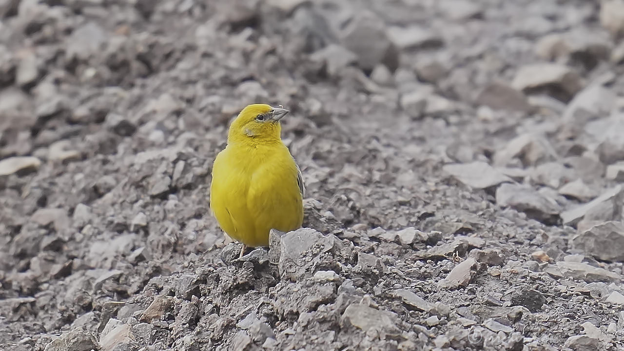 Bright-rumped yellow finch