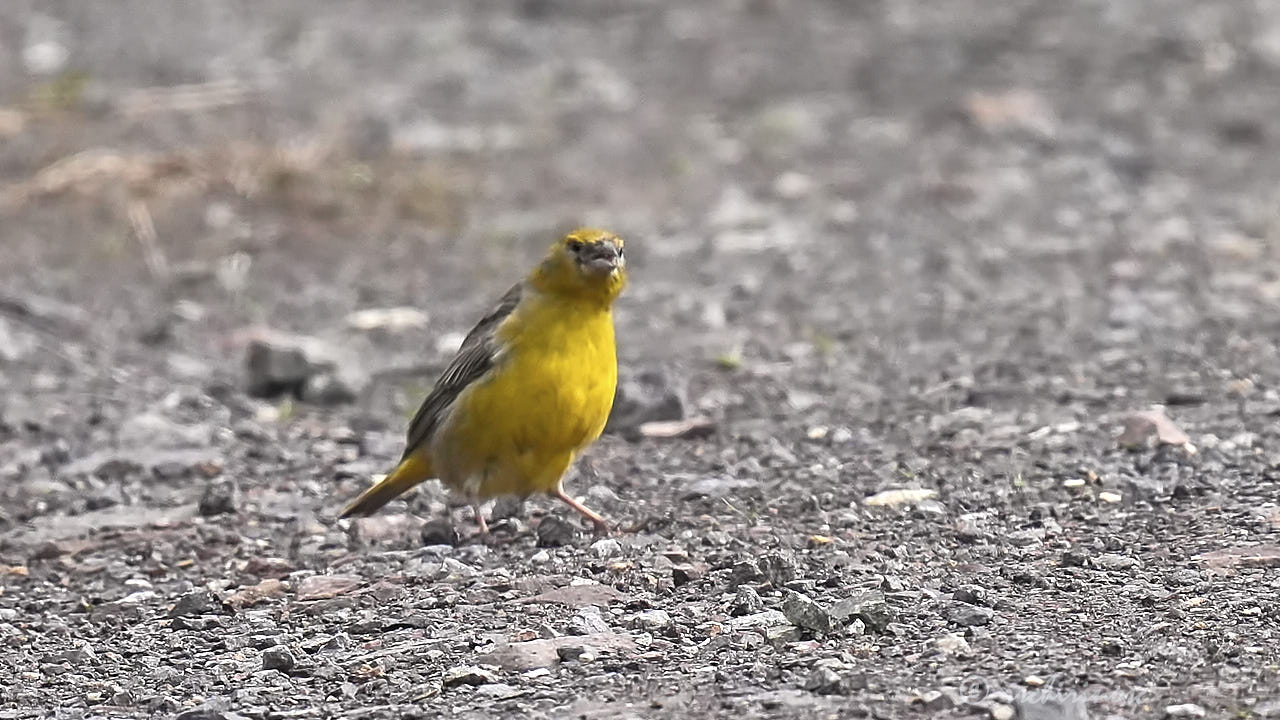 Bright-rumped yellow finch