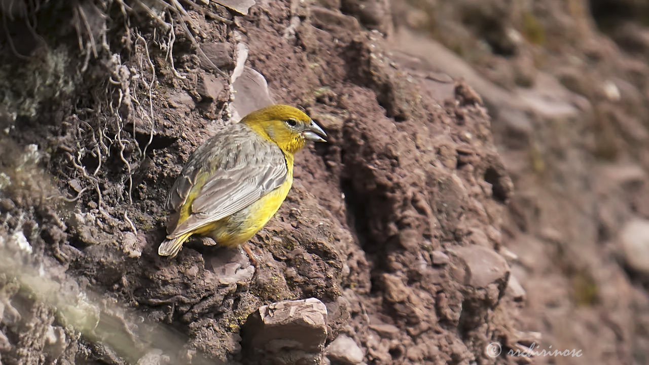 Bright-rumped yellow finch