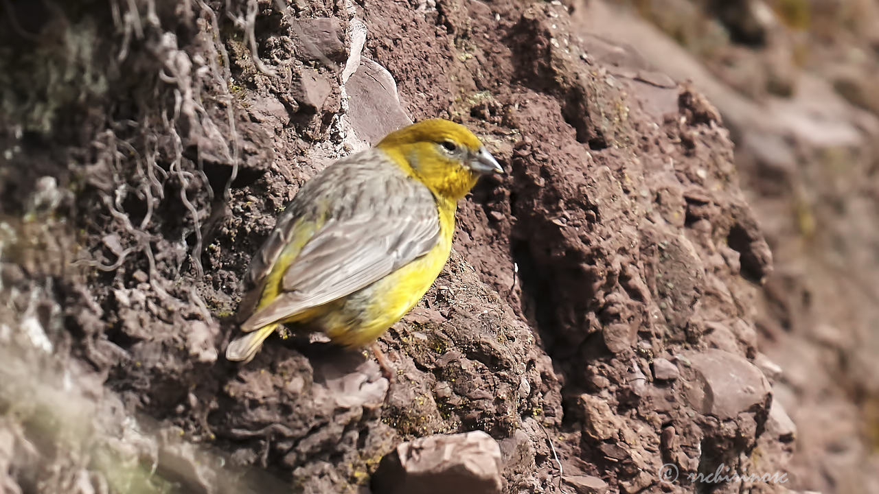 Bright-rumped yellow finch