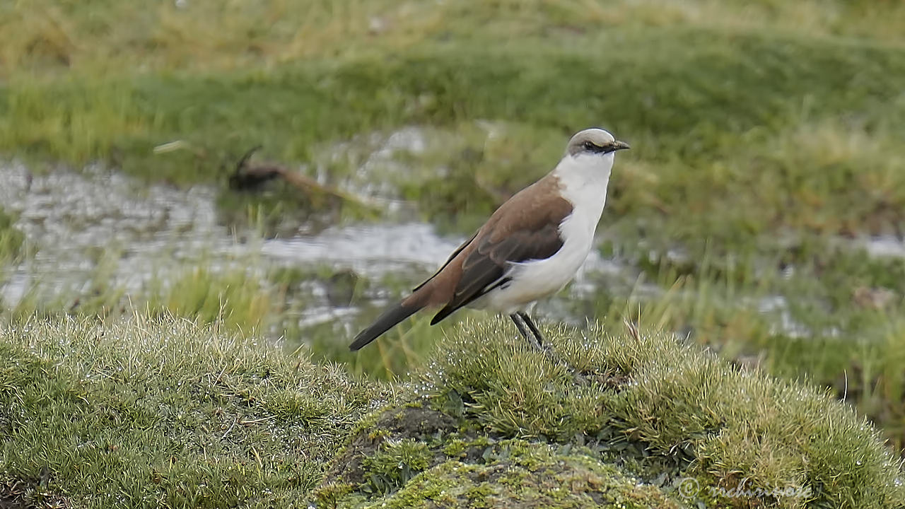 White-bellied cinclodes