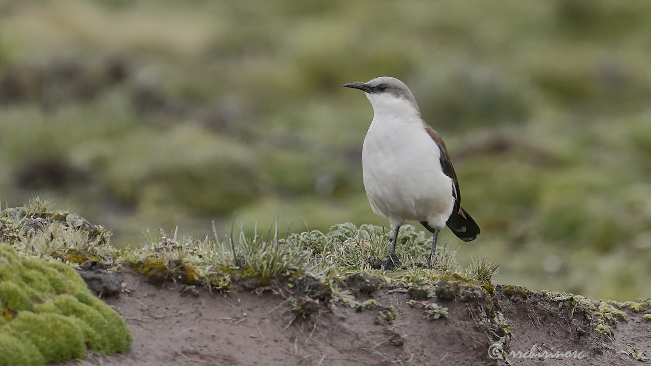 White-bellied cinclodes