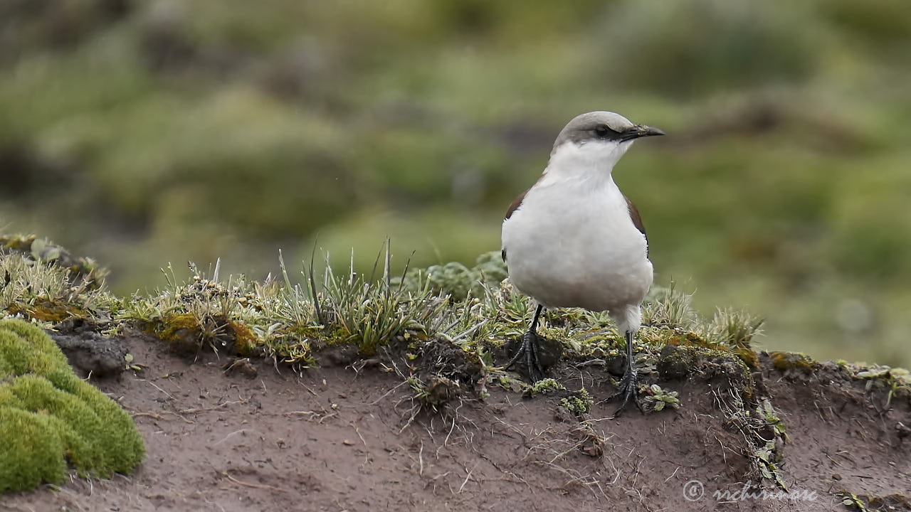 White-bellied cinclodes