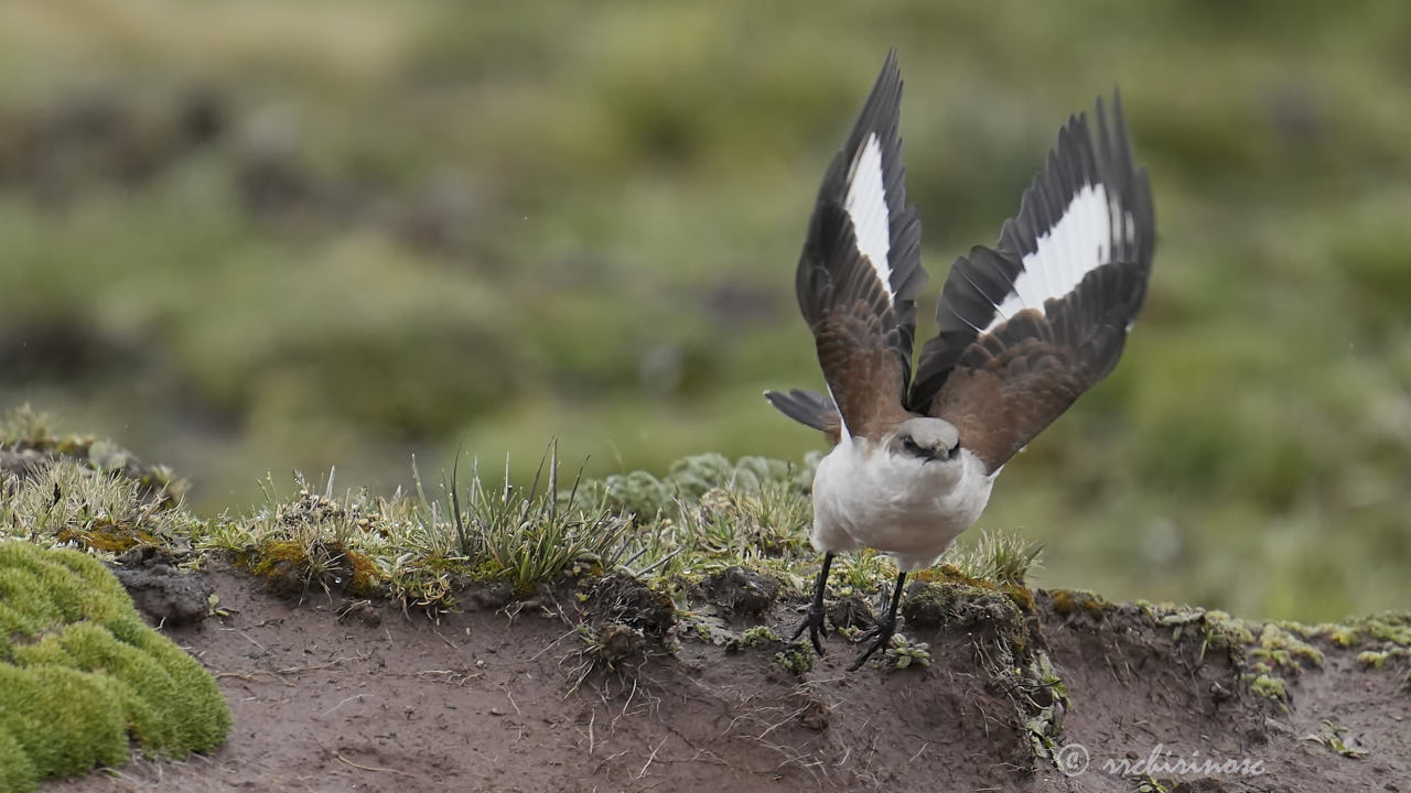 White-bellied cinclodes