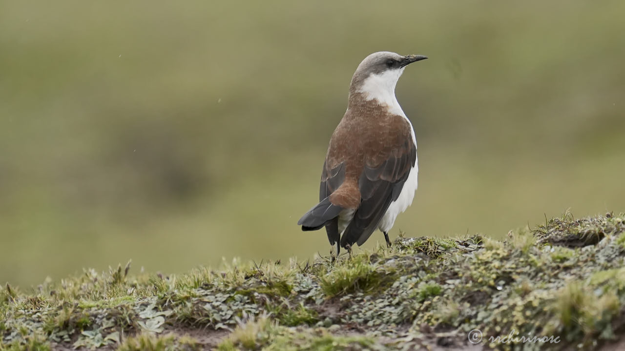 White-bellied cinclodes