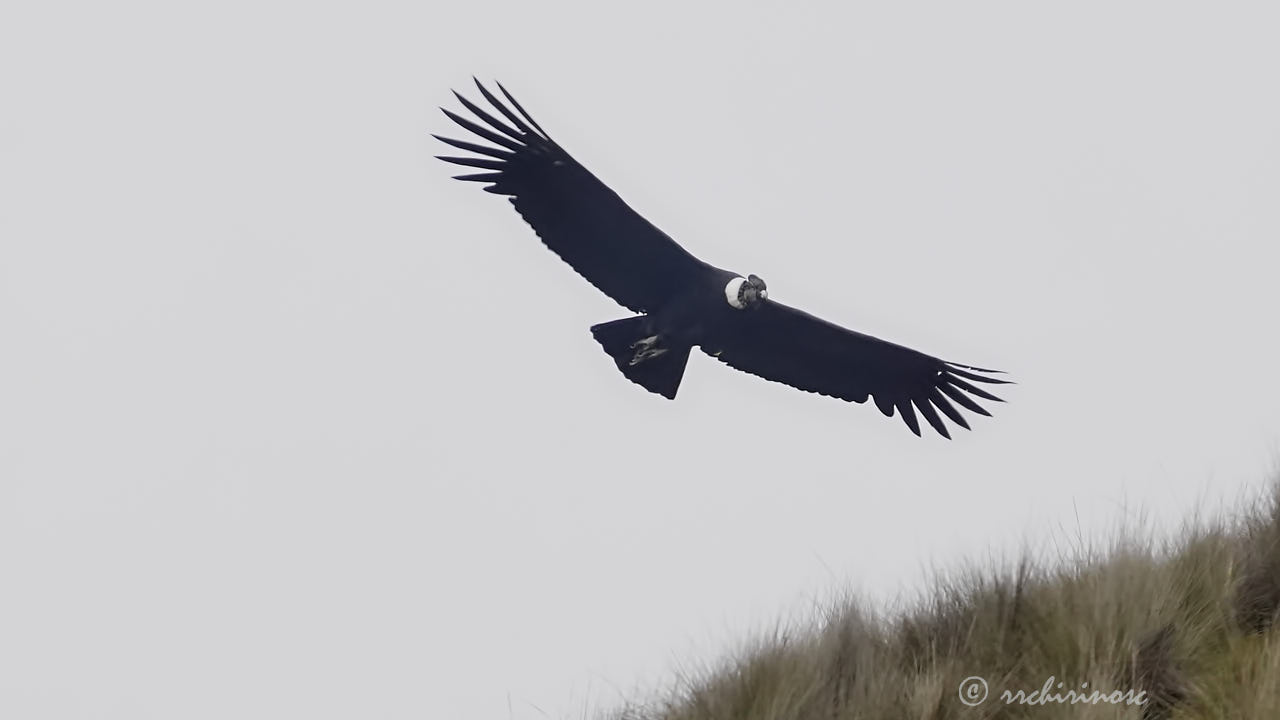 Andean condor