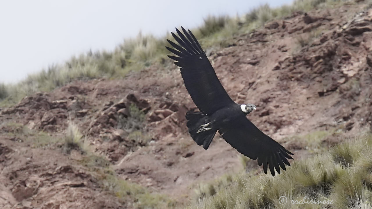 Andean condor