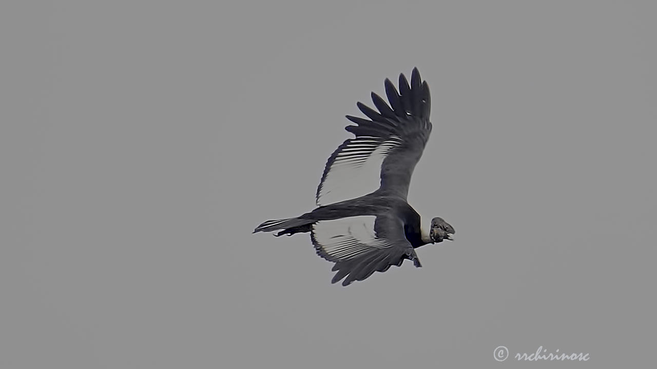 Andean condor