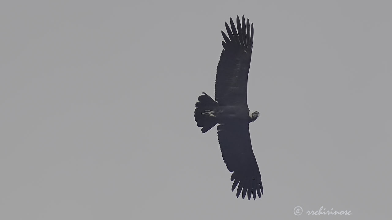 Andean condor