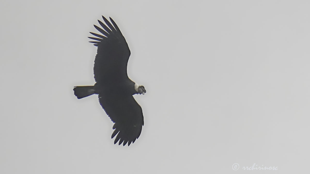 Andean condor