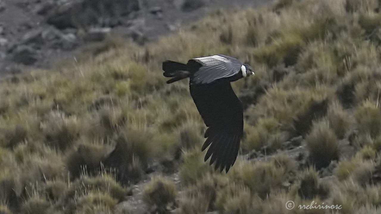 Andean condor