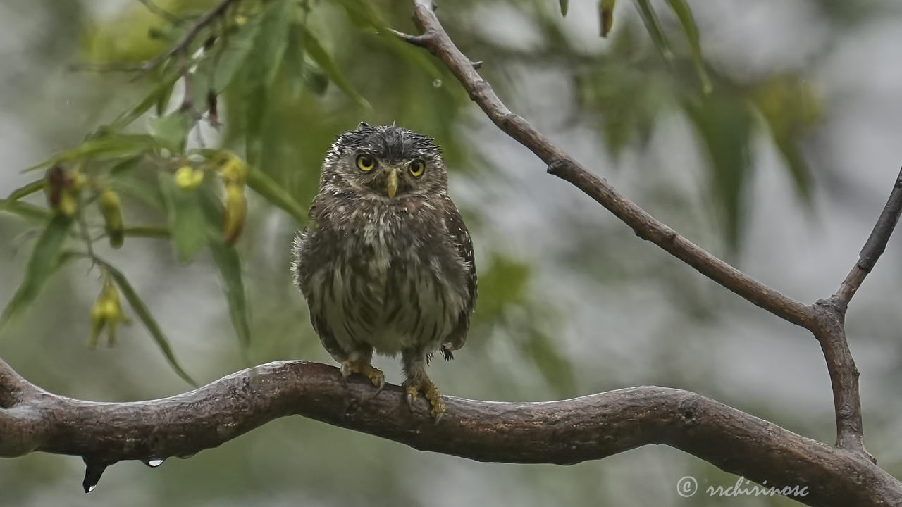 Peruvian pygmy owl