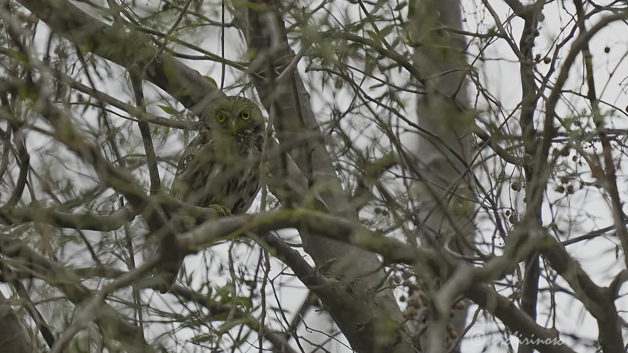 Peruvian pygmy owl