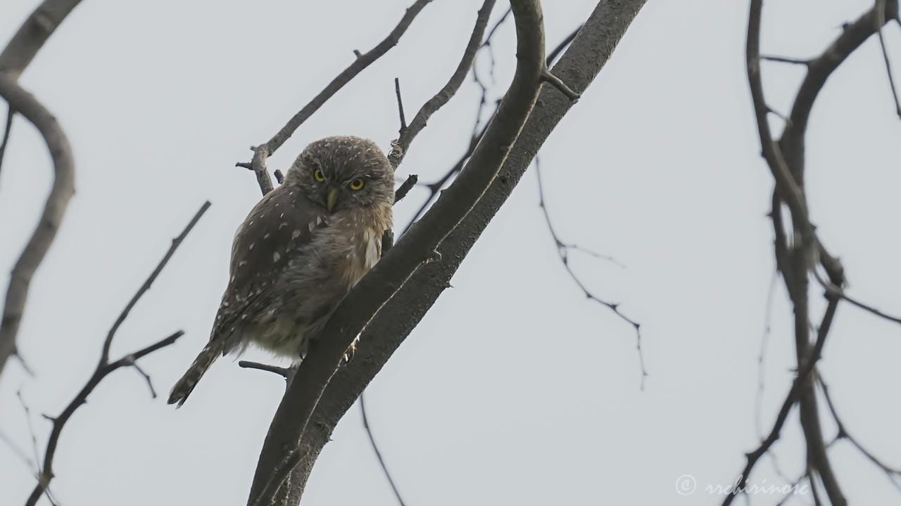 Peruvian pygmy owl