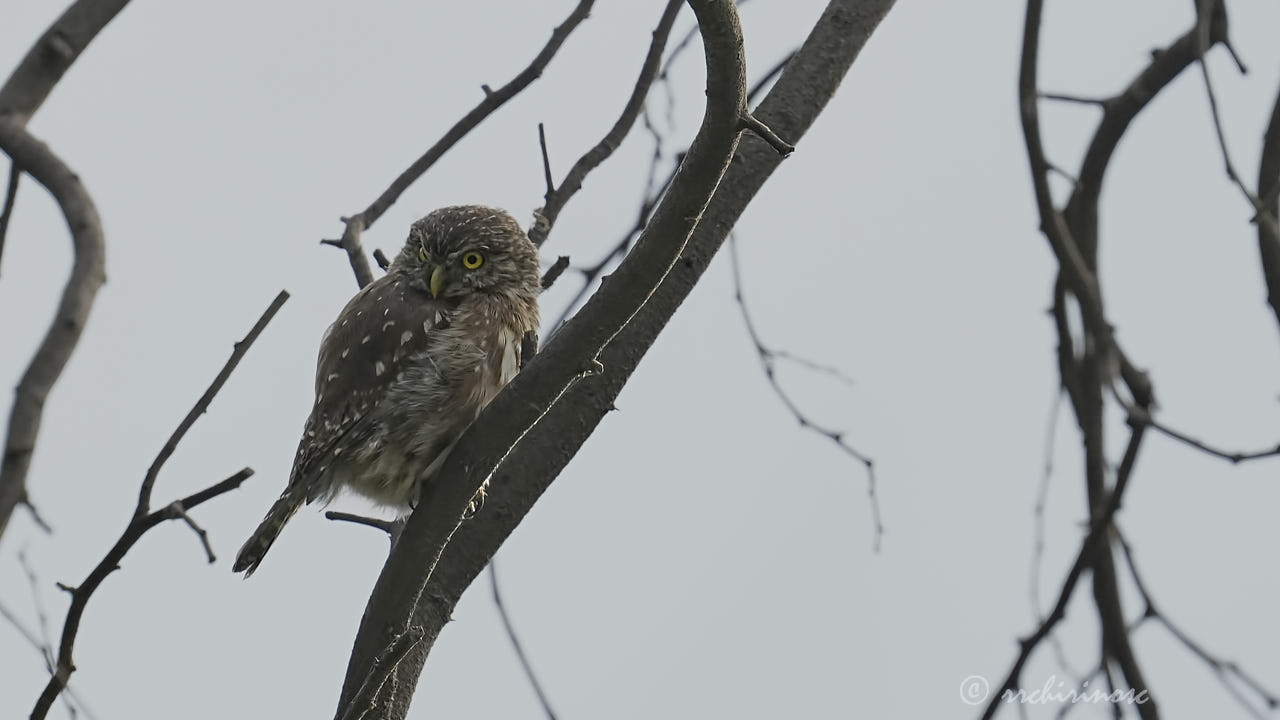 Peruvian pygmy owl