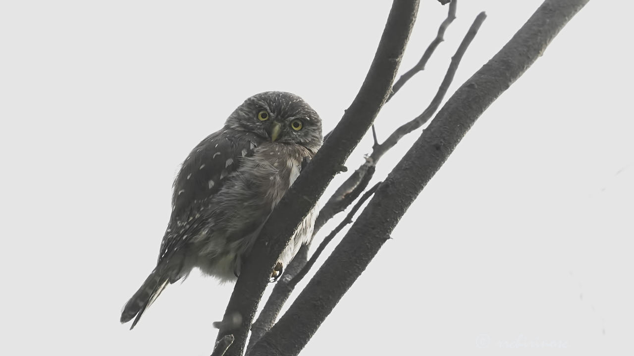 Peruvian pygmy owl