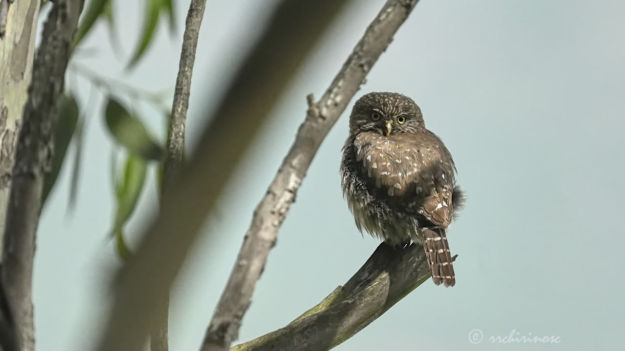 Peruvian pygmy owl