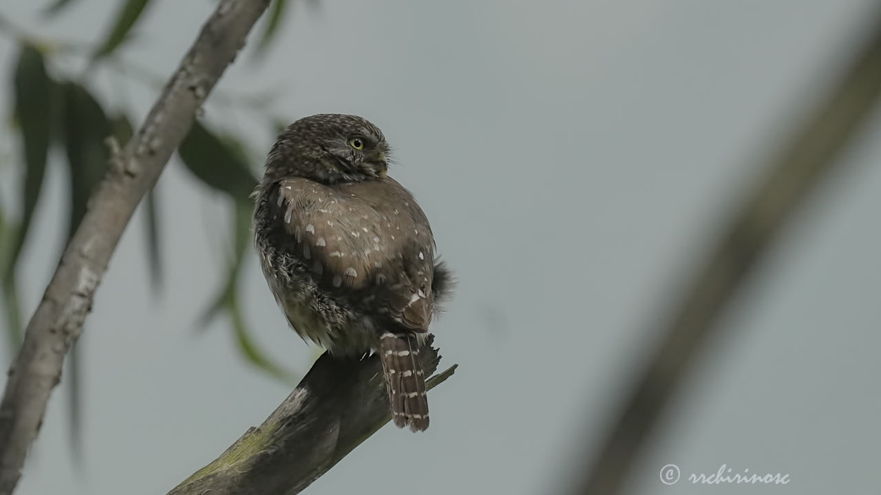 Peruvian pygmy owl