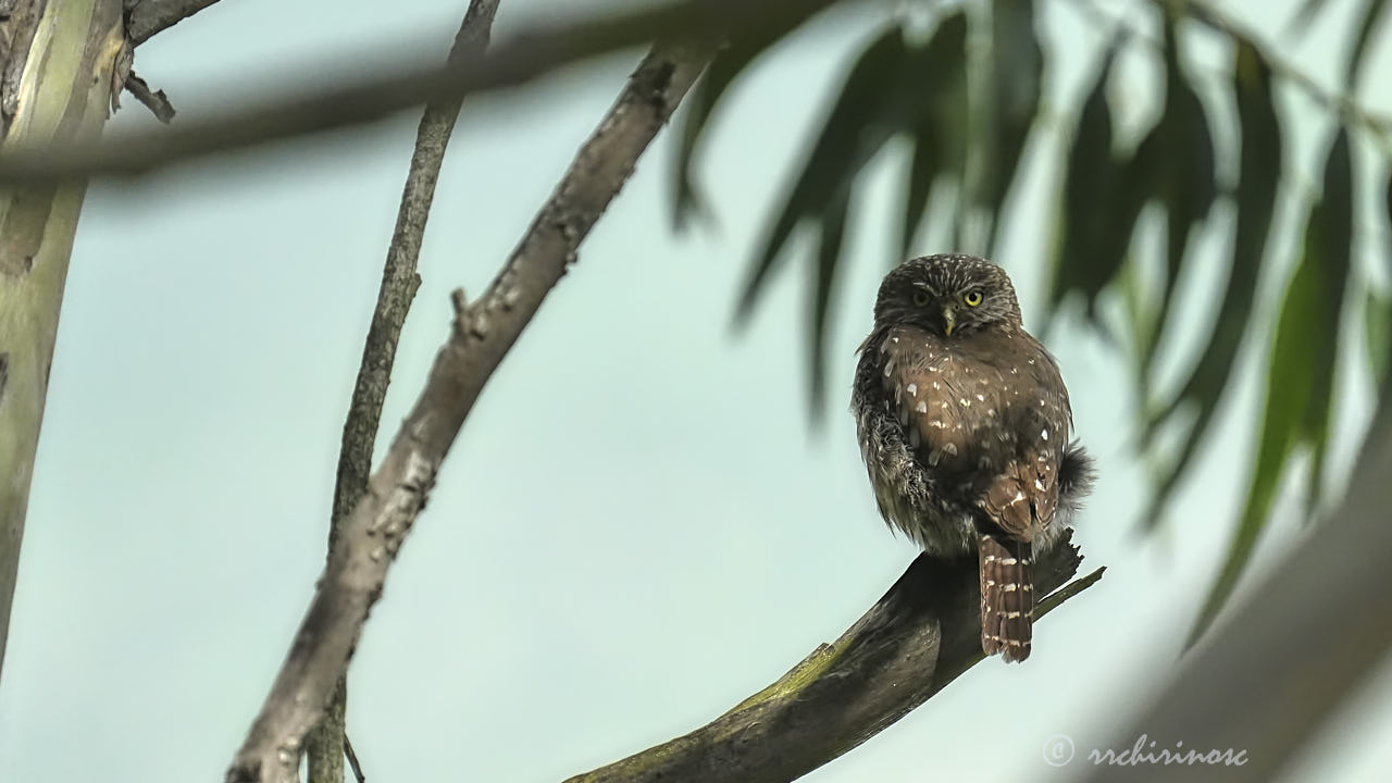 Peruvian pygmy owl