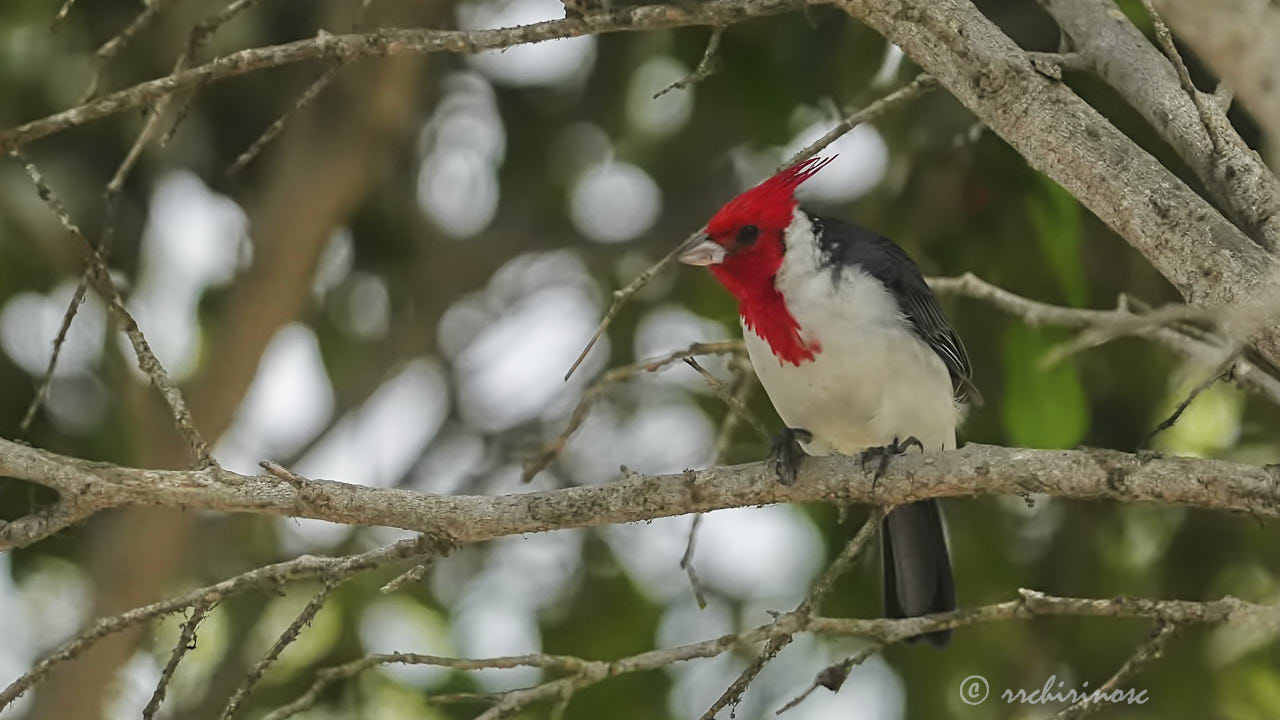 Red-crested cardinal