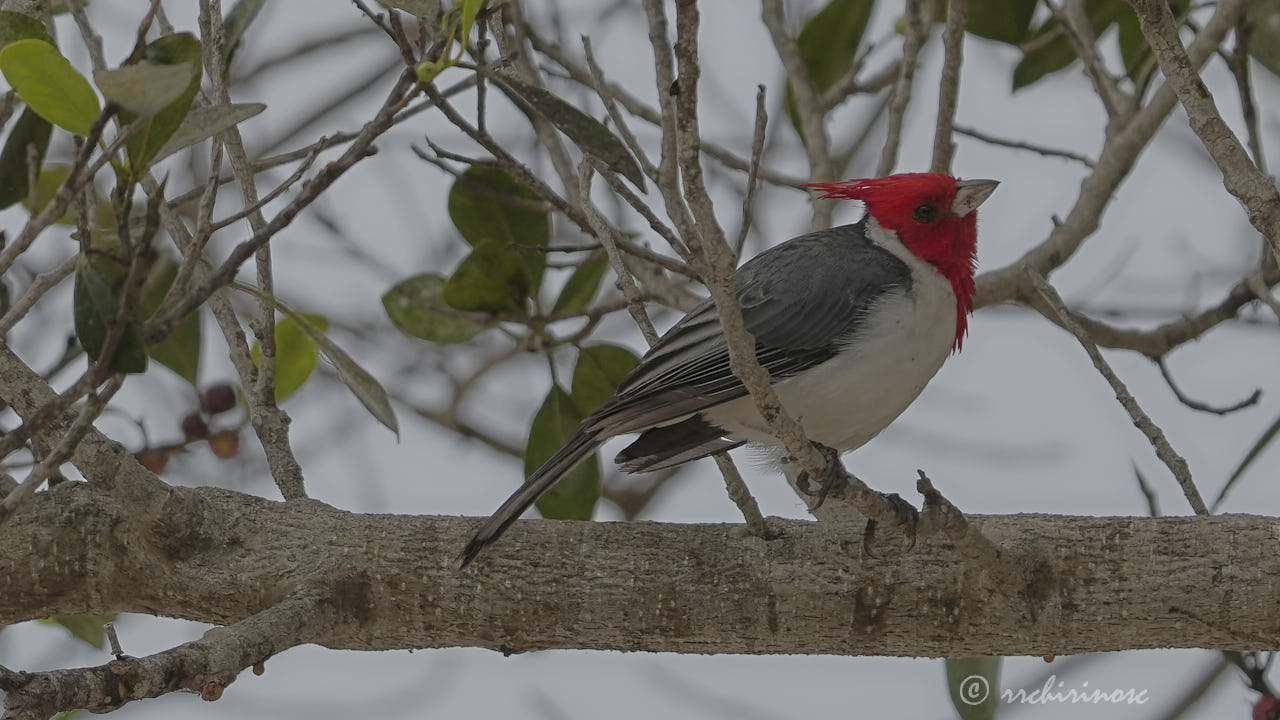 Red-crested cardinal