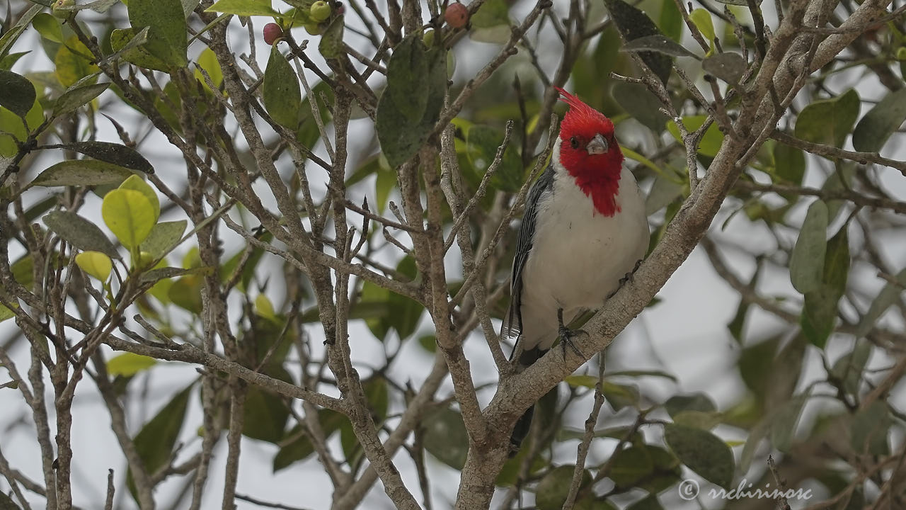 Red-crested cardinal