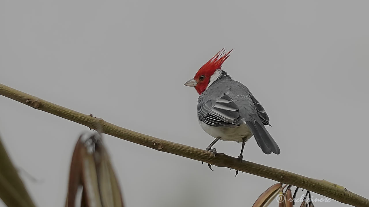 Red-crested cardinal