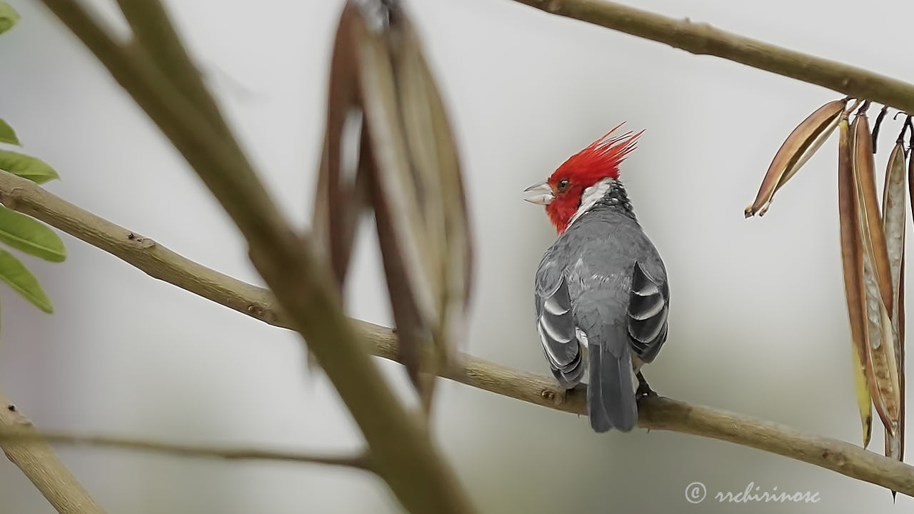 Red-crested cardinal