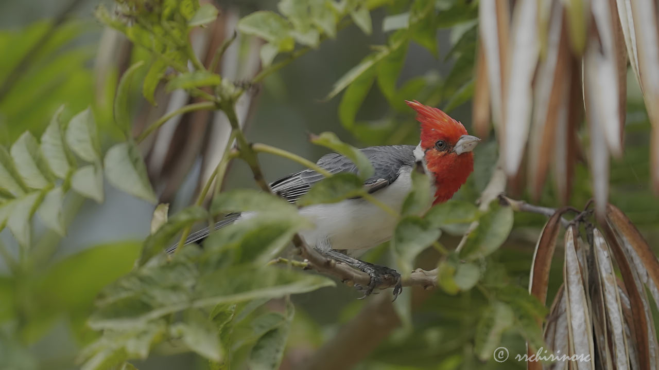 Red-crested cardinal