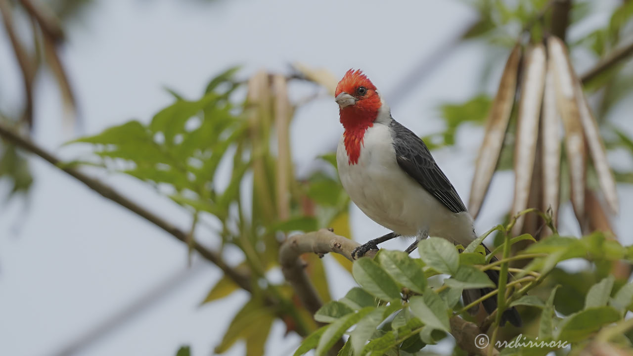 Red-crested cardinal