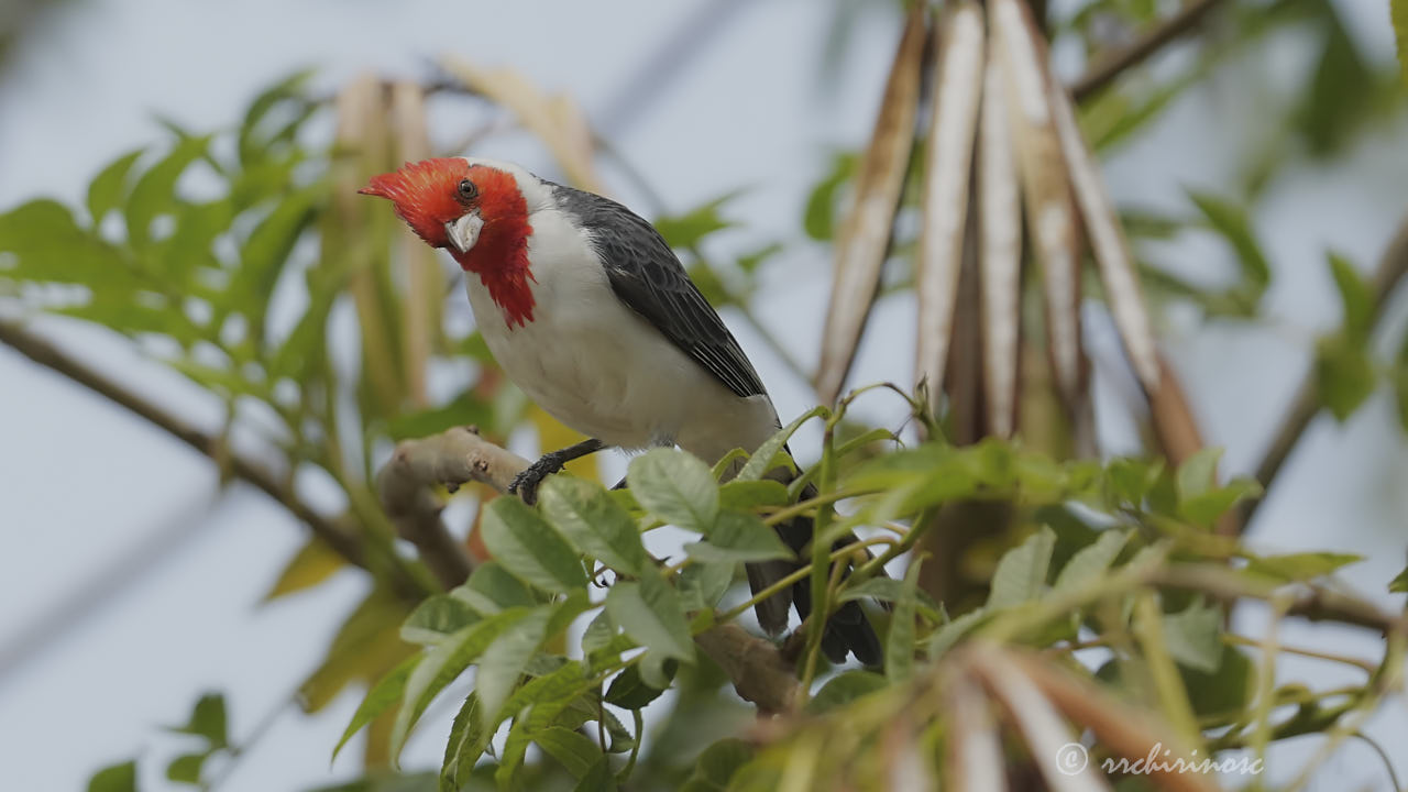 Red-crested cardinal