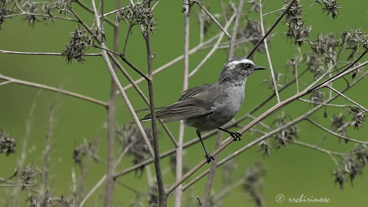 White-browed chat-tyrant