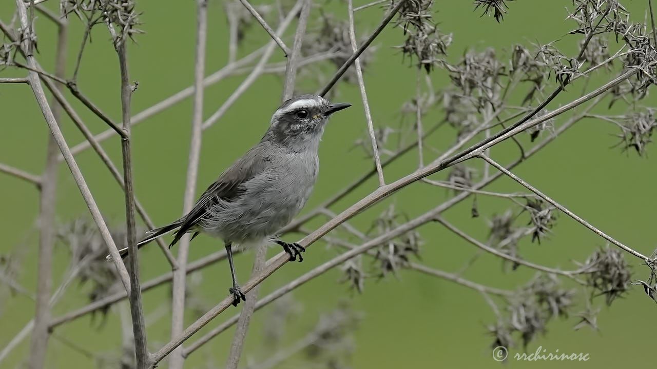 White-browed chat-tyrant