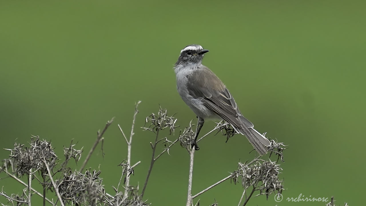 White-browed chat-tyrant