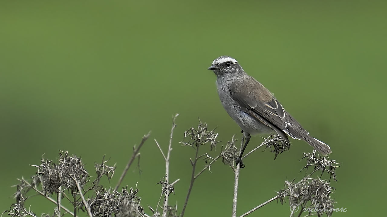 White-browed chat-tyrant