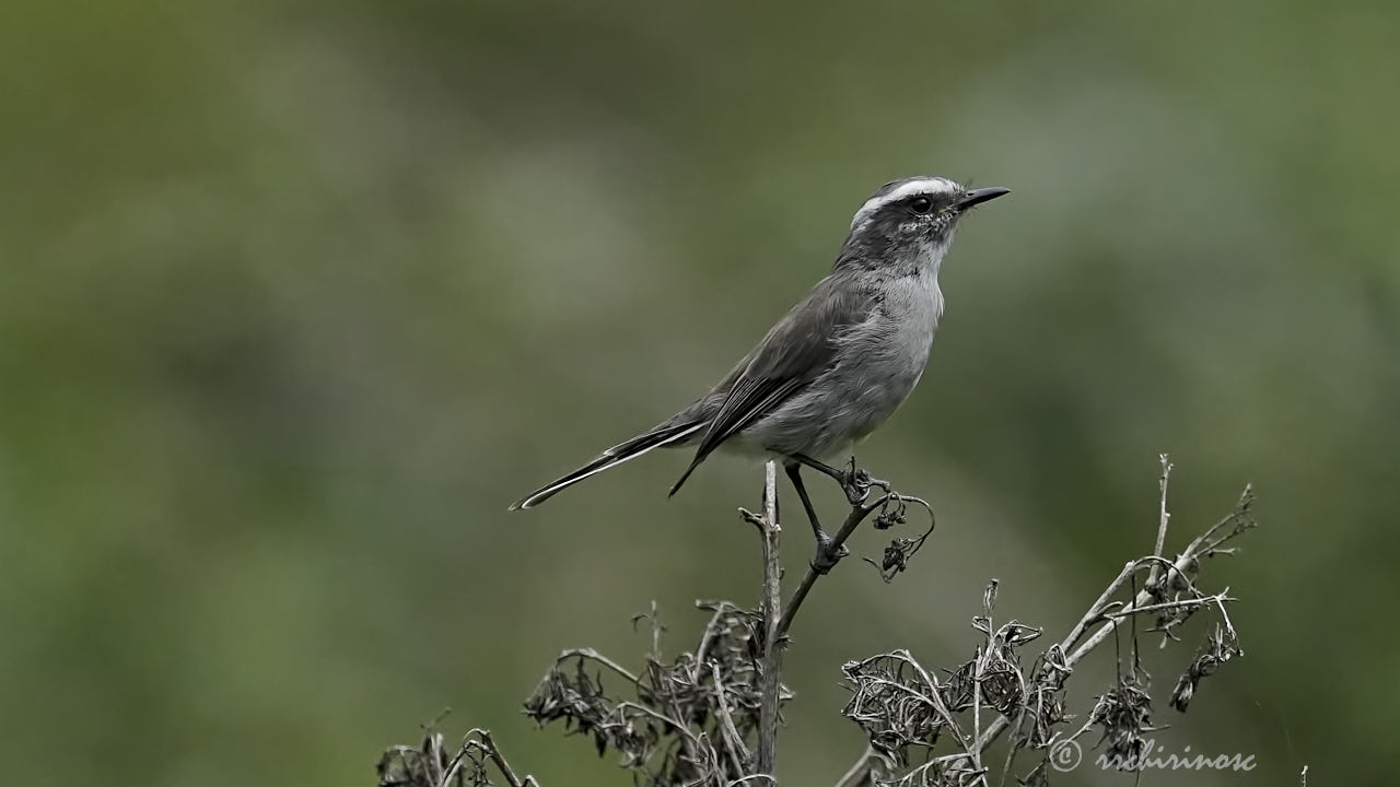 White-browed chat-tyrant