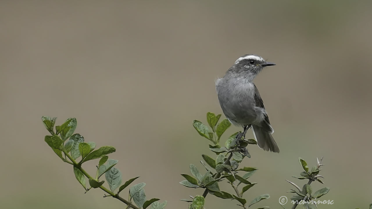 White-browed chat-tyrant