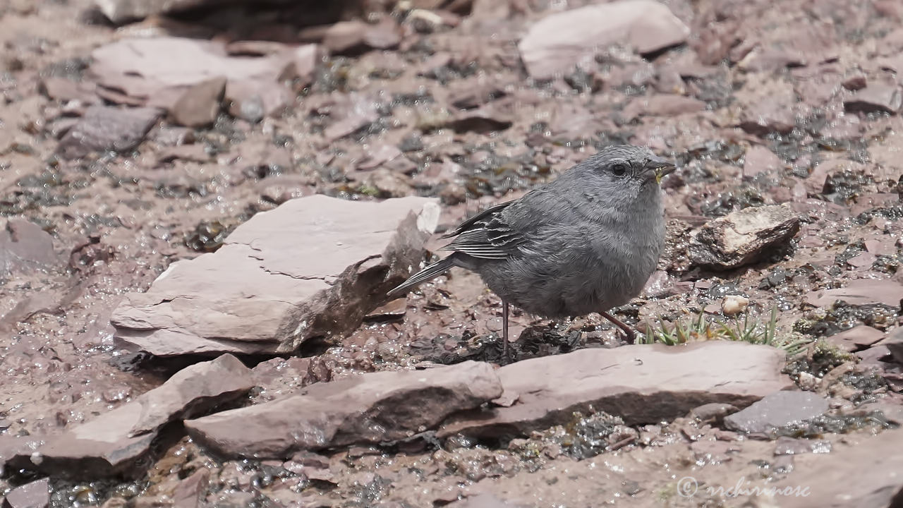 Plumbeous sierra finch