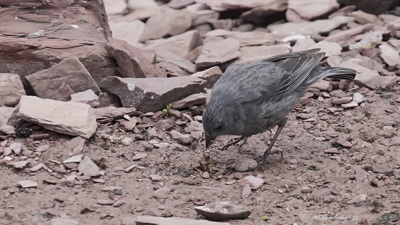 Plumbeous sierra finch