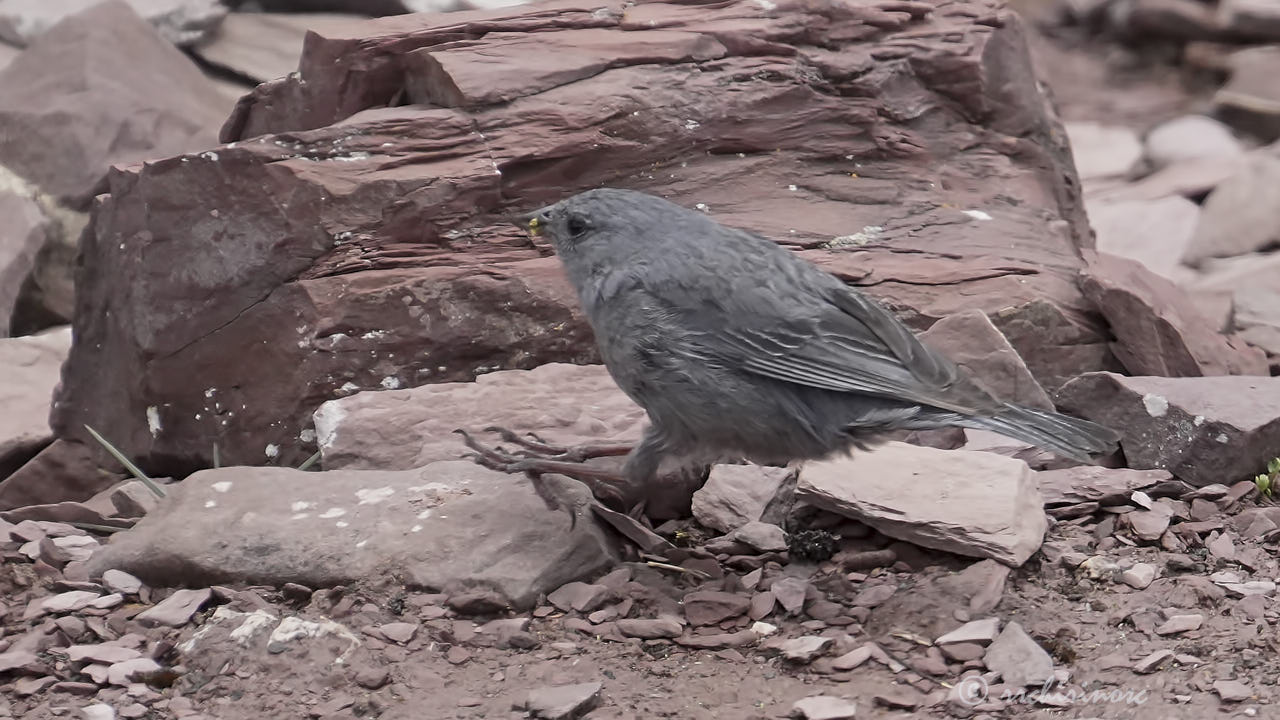 Plumbeous sierra finch