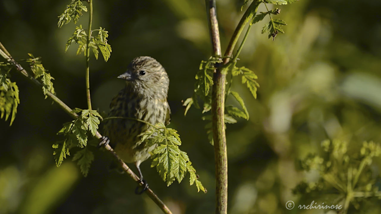 Pine siskin