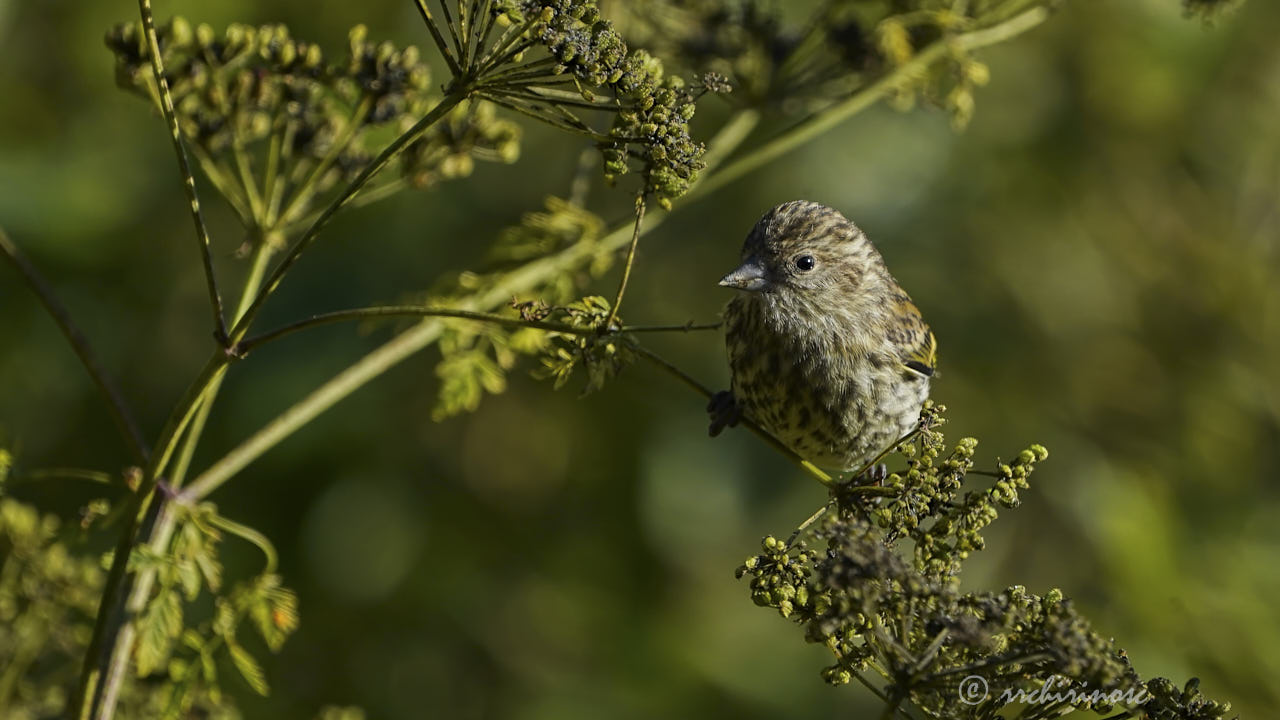 Pine siskin